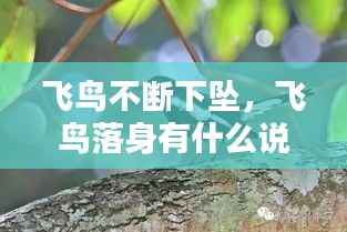飞鸟不断下坠,飞鸟落身有什么说法