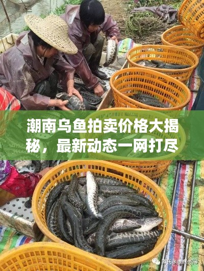 潮南乌鱼拍卖价格大揭秘,最新动态一网打尽